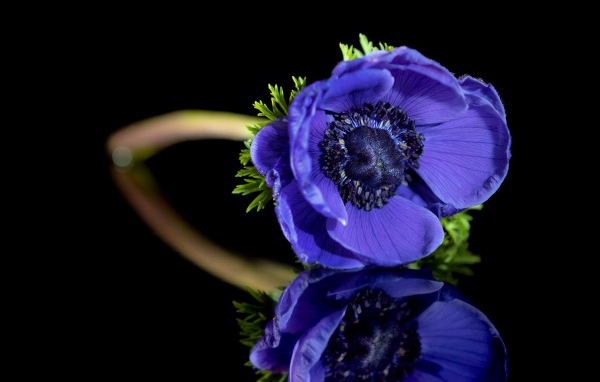 Синий цветок анемона отражается в черной поверхности 