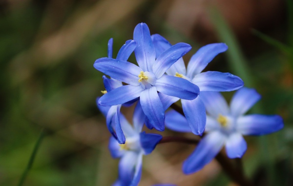 Голубые первые весенние цветы пролесок крупным планом