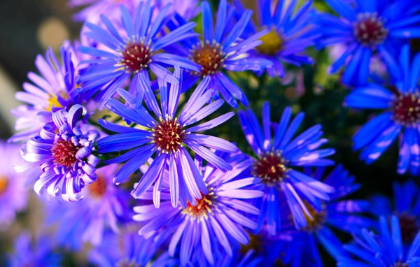 Синие цветы сентябринки крупным планом