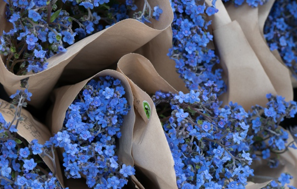 Голубые цветы незабудки в бумажных пакетах