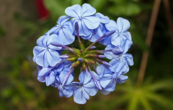 Голубой цветок плюмбаго крупным планом