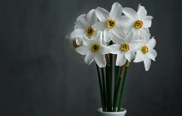 Букет красивых белых нарциссов на сером фоне 