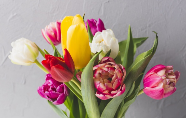 Букет разноцветных тюльпанов на фоне серой стены