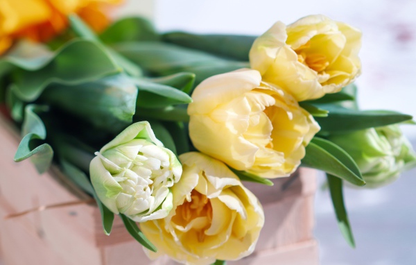 Букет нежных кремовых тюльпанов на столе