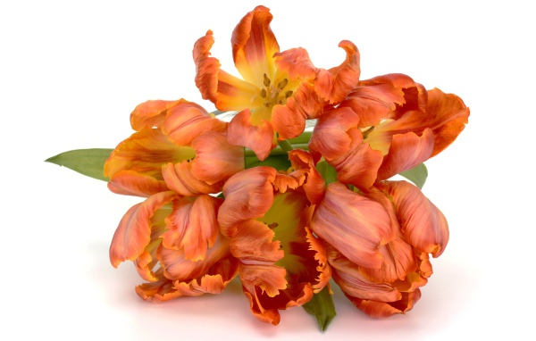 Букет оранжевых тюльпанов на белом фоне
