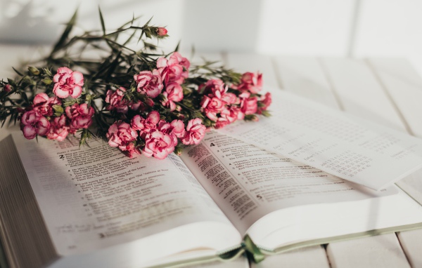 Букет розовых цветов гвоздики лежат на книге