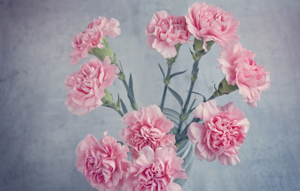 Букет розовых гвоздик в вазе на столе