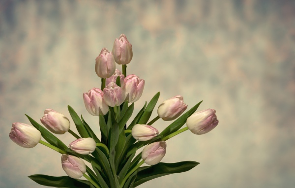 Букет розовых тюльпанов с зелеными листьями на сером фоне 