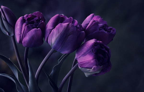 Букет фиолетовых тюльпанов на сером фоне 