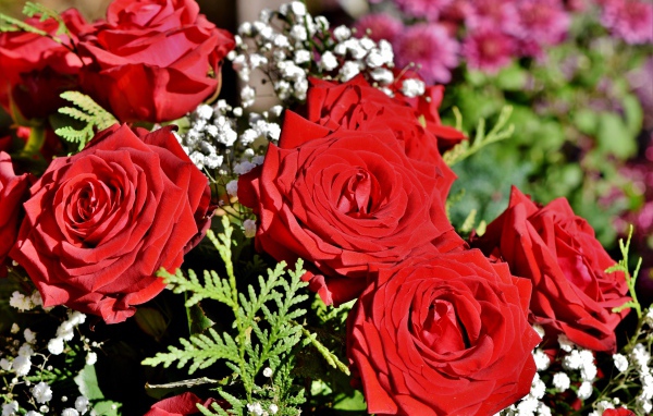 Букет алых роз с цветами гипсофилы 