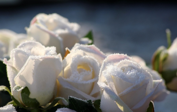 Букет белых роз в инее зимой