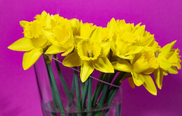 Букет желтых цветов нарцисса в стеклянной вазе на сиреневом фоне