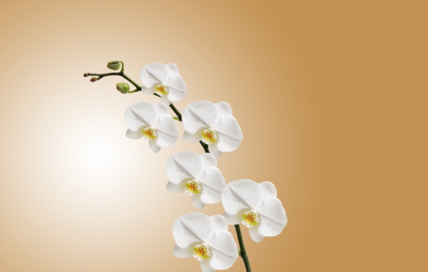 Ветка белых цветов орхидеи на коричневом фоне