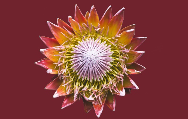 Цветок кактуса на коричневом фоне