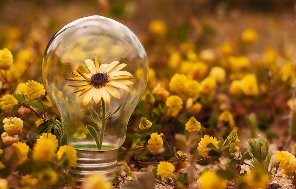 Цветок календулы в стеклянной лампочке