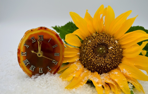 Часы и желтый подсолнух лежат на снегу 