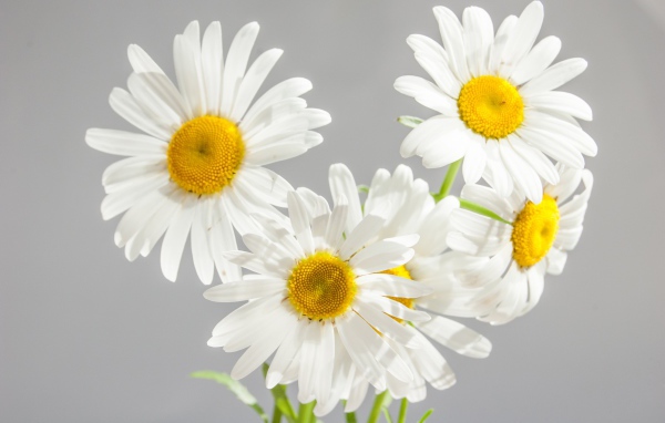 Милые белые цветы ромашки на сером фоне