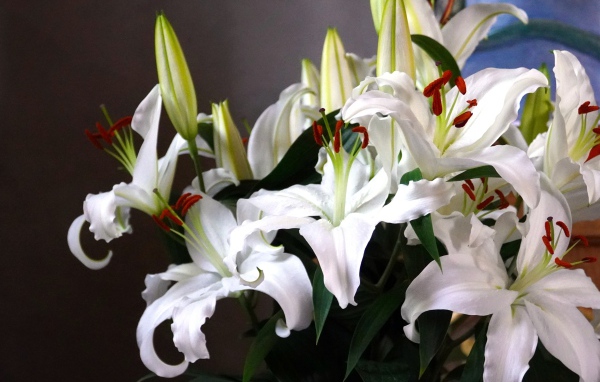Нежный букет белых лилий с бутонами