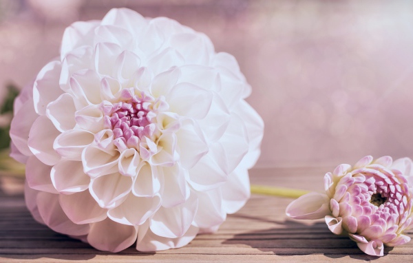 Нежный кремовый цветок георгина на столе