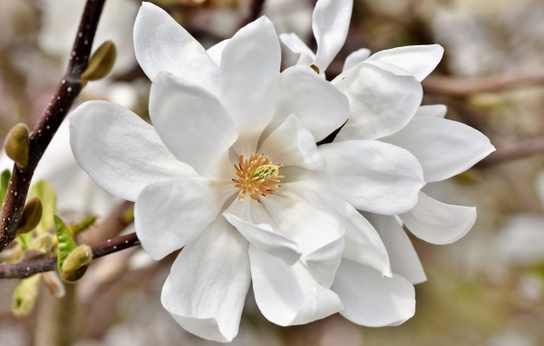 Нежные цветы белой магнолии на ветке