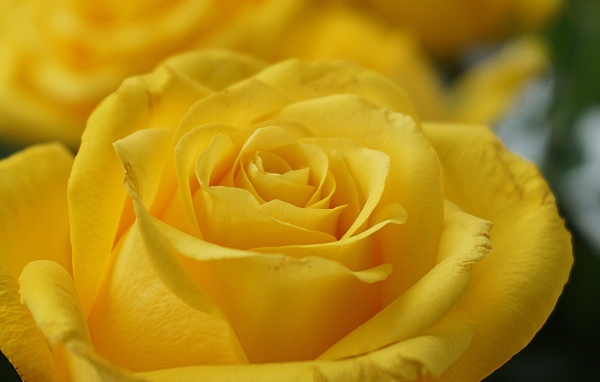 Нежная садовая желтая роза крупным планом