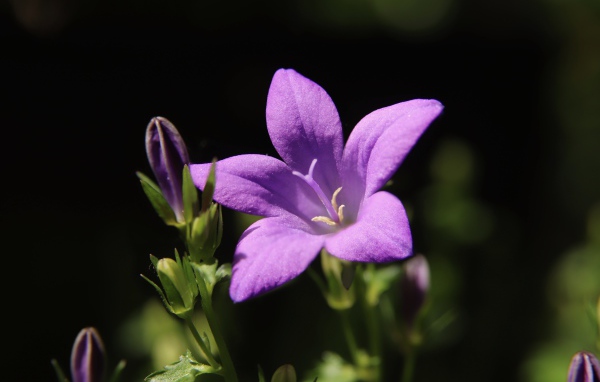 Нежный сиреневый колокольчик с бутонами крупным планом