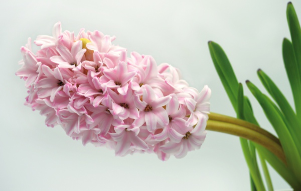 Нежный розовый цветок гиацинта на сером фоне