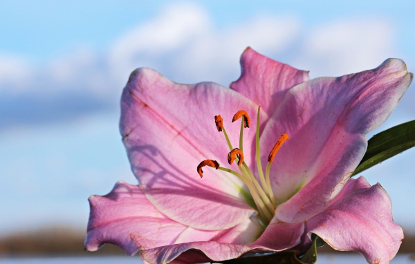 Нежная розовая лилия на фоне неба крупным планом