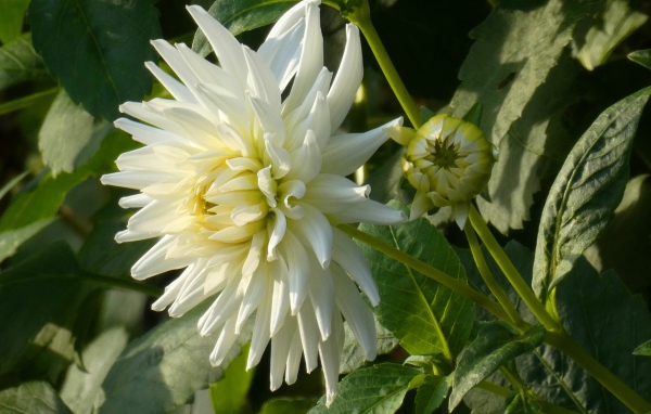 Нежная белая хризантема с бутоном на клумбе