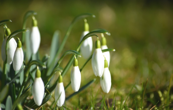 Нежные белые цветы подснежники в зеленой траве