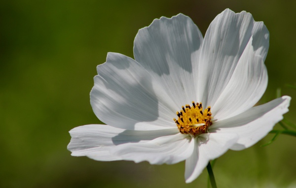 Нежные белые лепестки цветка космеи 