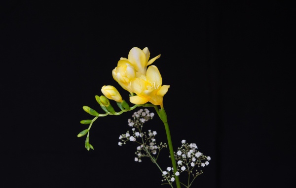 Нежный желтый цветок фрезии на черном фоне