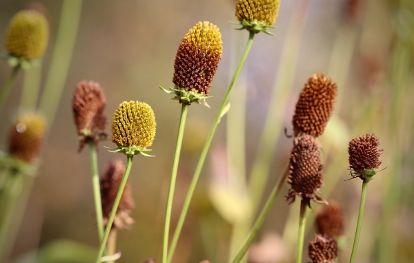 Отцветшие стебли цветков эхинацеи