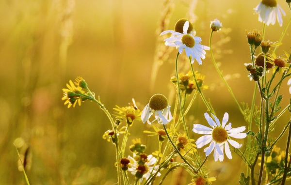 Полевые ромашки и желтые цветы на поле 