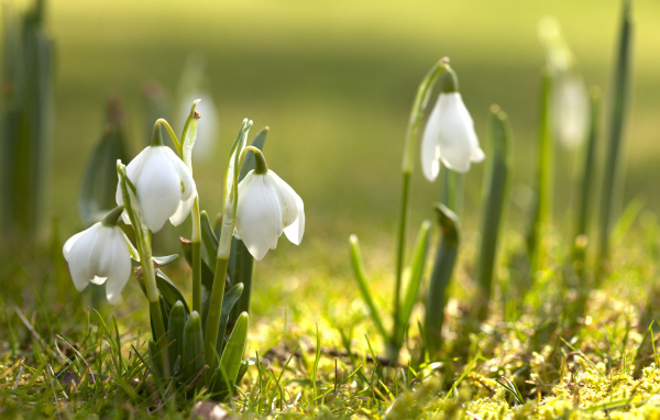 Первые белые весенние цветы подснежники