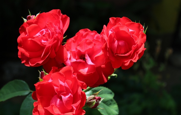 Четыре красные розы с бутонами на клумбе 