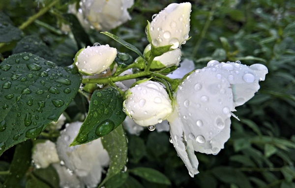 Ароматный цветок жасмина с бутонами после дождя