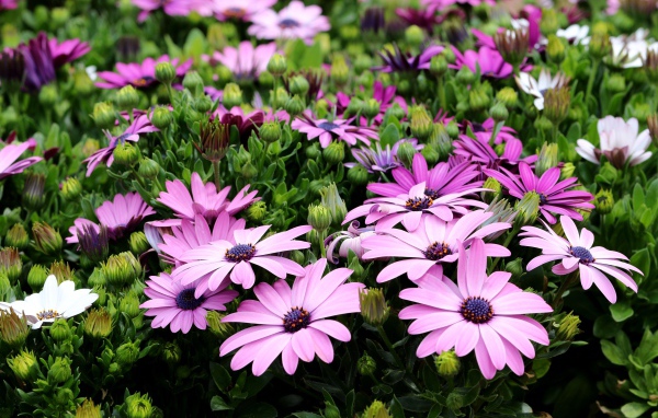 Садовые цветы Остеоспермум с бутонами