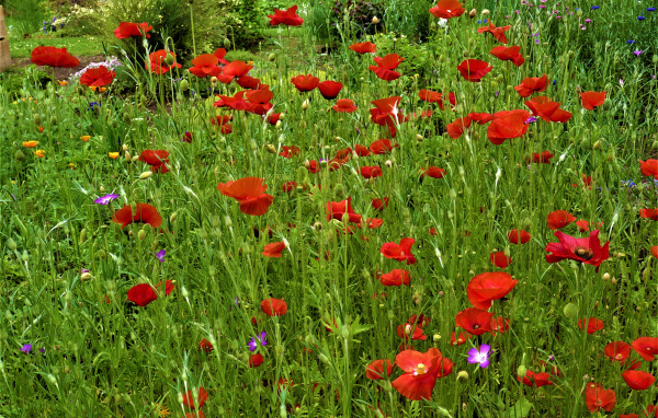 Поляна с красными маками в зеленой траве