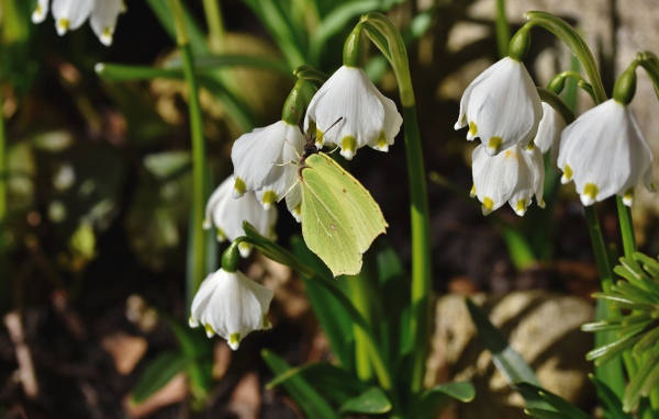 Зеленая бабочка сидит на белых подснежниках 