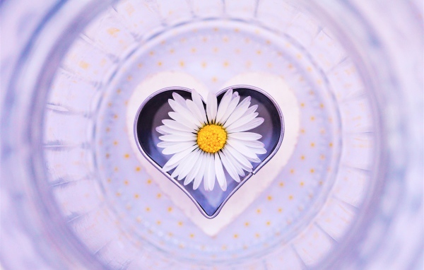 Сердце с белой ромашкой на тарелке 