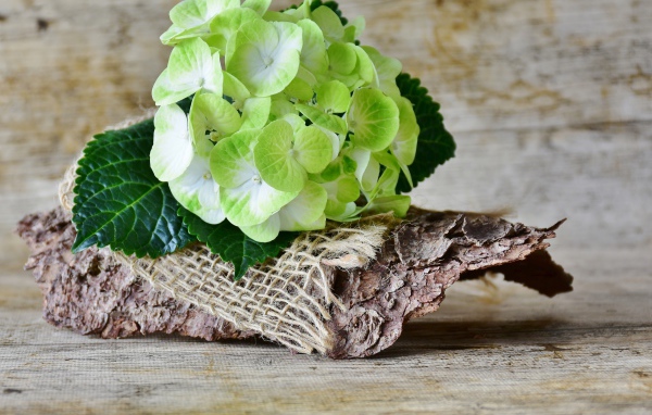 Цветок гортензии лежит с корягой на столе