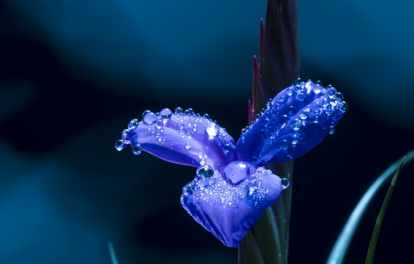 Цветок ириса в каплях росы крупным планом