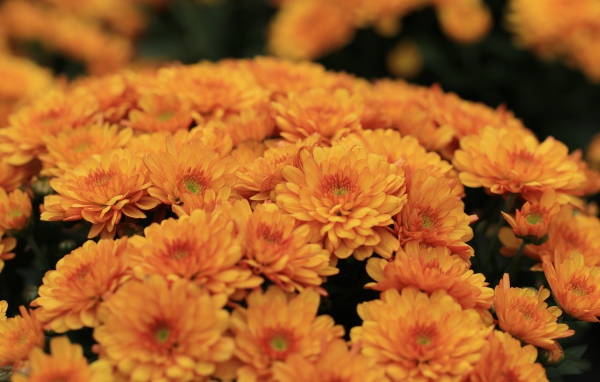 Большой букет оранжевых хризантем крупным планом 