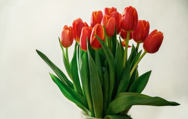 Большой букет красных тюльпанов в вазе на белом фоне