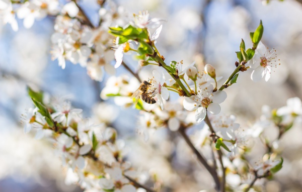 Большая вишневая ветка с белыми цветами