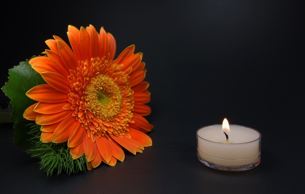 Большой оранжевый цветок герберы с зажженной свечой