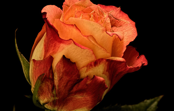 Большая оранжевая роза на черном фоне 