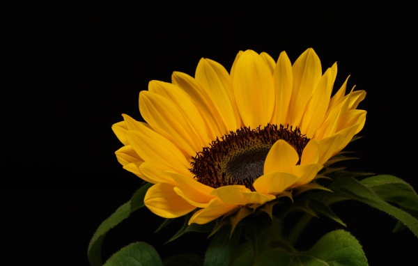 Большой подсолнух с желтыми лепестками на черном фоне