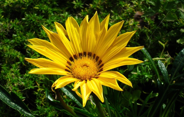 Крупный  желтый цветок газания на клумбе